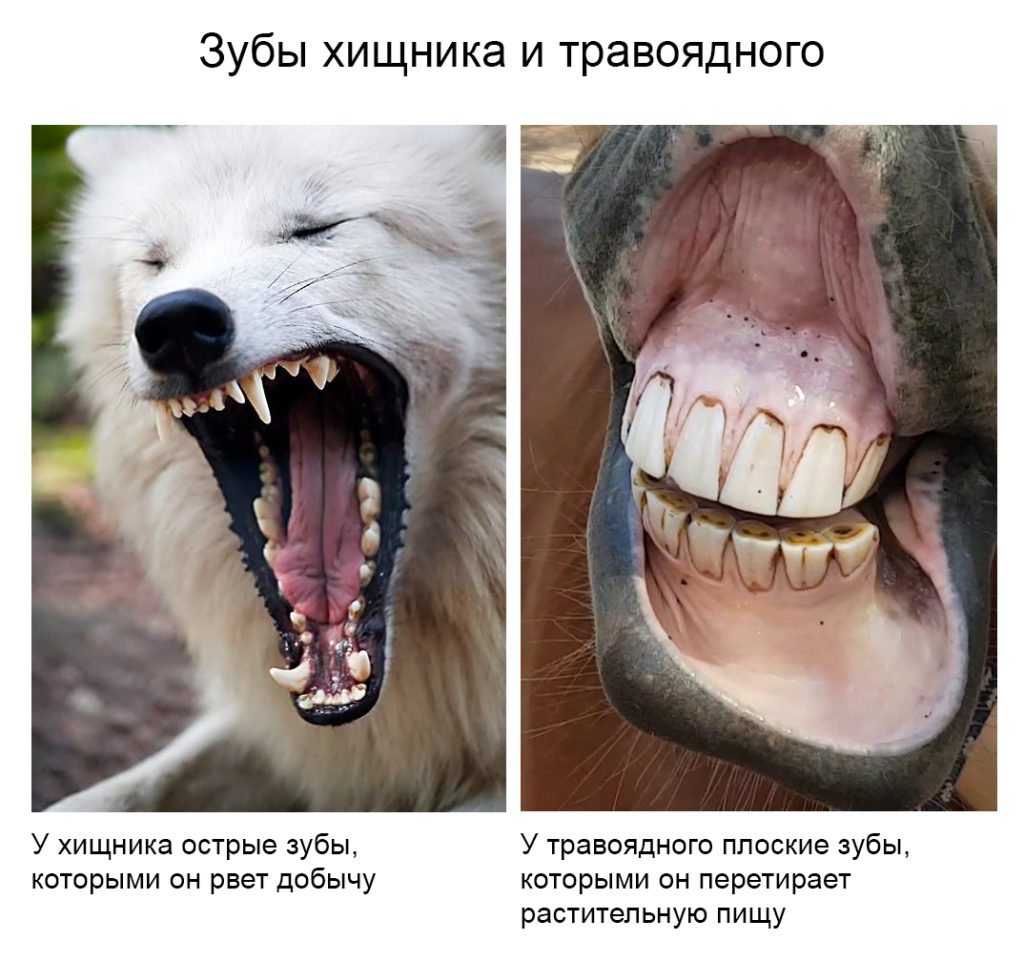 untitled 1 1 Собака: хищник или всеядное - Блог SUPERPET
