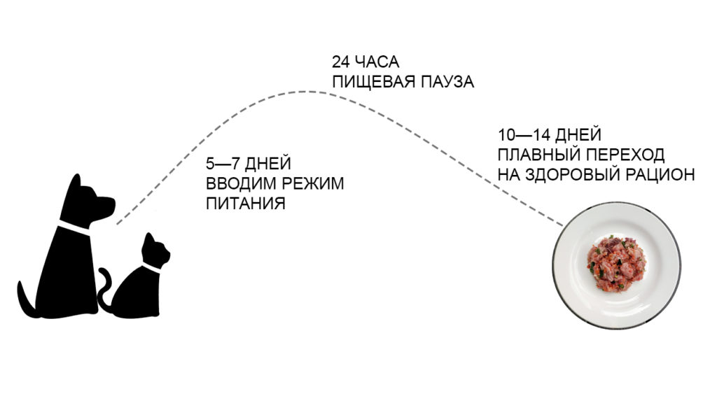 untitled 1 Схема перехода на натуральный корм. Переход займёт примерно три недели.