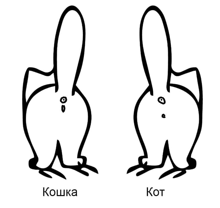 отличие кошек и котов