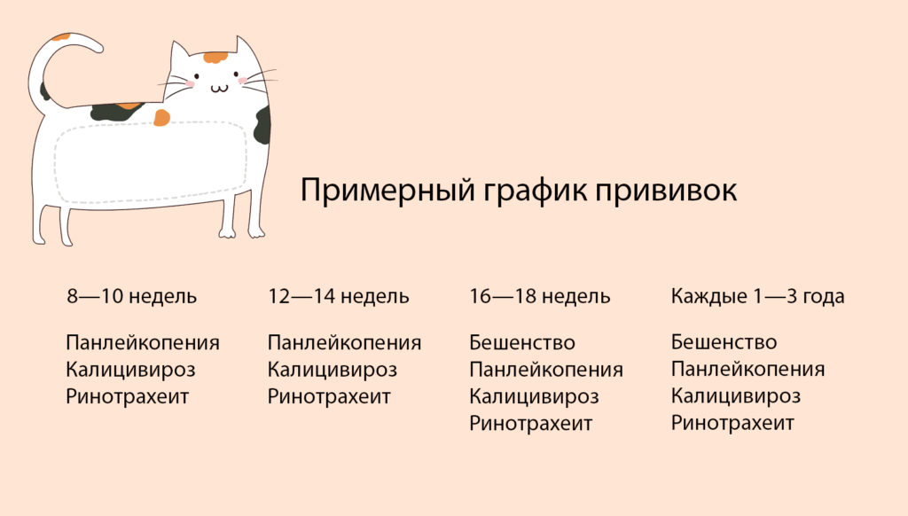 vaccine 1 Вакцинация кошек: советы и правила - Блог SUPERPET