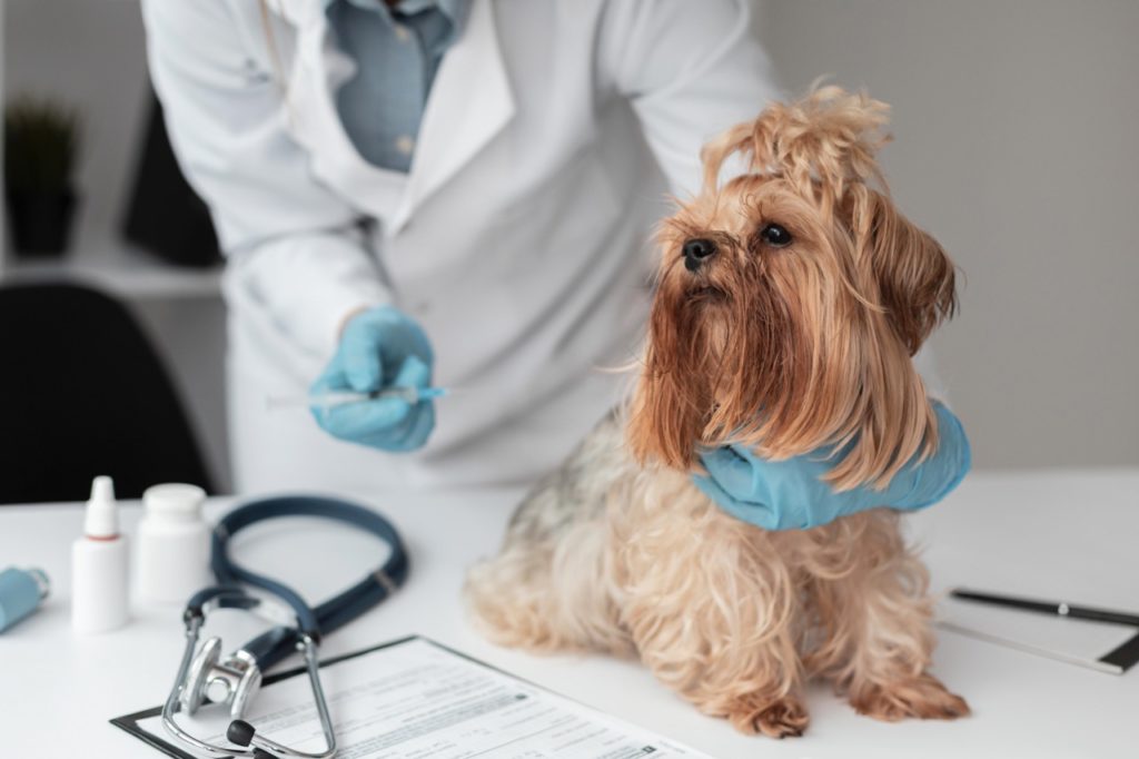 veterinarian check ing puppy s health krupnyj 1 Как соблюдать лечебную диету для кошек и собак на натуральном питании - Блог SUPERPET