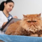 Гематохезия и трихомоноз: причины, диагностика и лечение - Блог SUPERPET