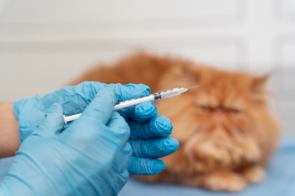 veterinarian taking care of pet krupnyj razmer Чем может заболеть ваша кошка - Блог SUPERPET