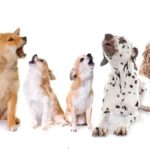 Почему собака воет: распространенные причины - Блог SUPERPET