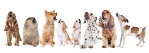 Почему собака воет: распространенные причины - Блог SUPERPET