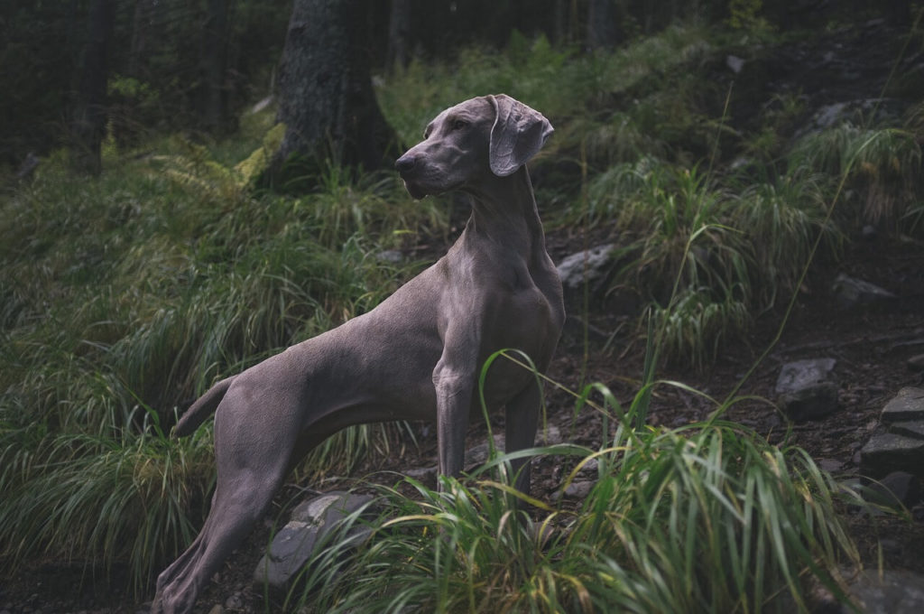 weimaraner 1869442 1280 1 Какие породы собак самые крупные - Блог SUPERPET