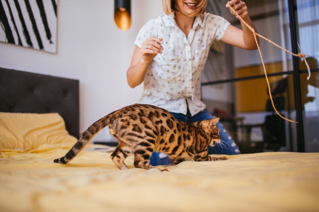 woman plays with a rope with bengal cat krupnyj 1 Плюсы и минусы натурального питания - Блог SUPERPET