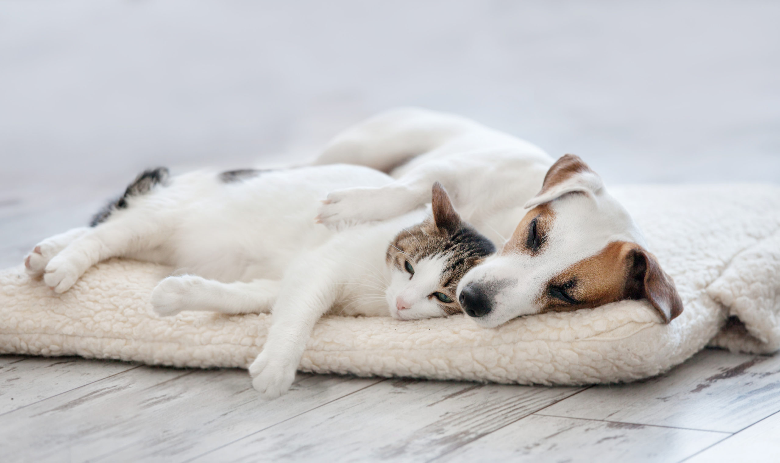 xdxhhgvkl scaled Как приучить щенка к новому дому - Блог SUPERPET