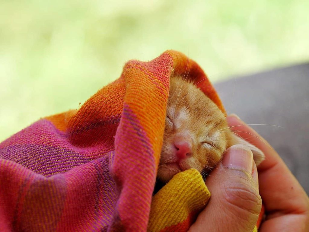young cats 5046105 1280 Как выкормить новорожденных котят: чем кормить без кошки в домашних условиях - Блог SUPERPET