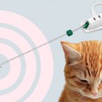 Биопсия у собак и кошек: какая бывает и зачем назначается - Блог SUPERPET