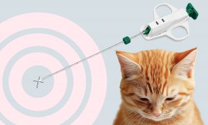 Биопсия у собак и кошек: какая бывает и зачем назначается - Блог SUPERPET