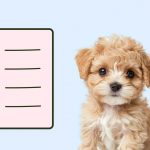 Что нужно для щенка: список вещей - Блог SUPERPET