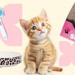 Что нужно котёнку: список вещей - Блог SUPERPET