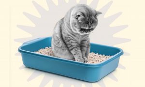 Чувствительное пищеварение у кошки: что важно знать - Блог SUPERPET