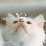 Как избавить котёнка от блох? - Блог SUPERPET