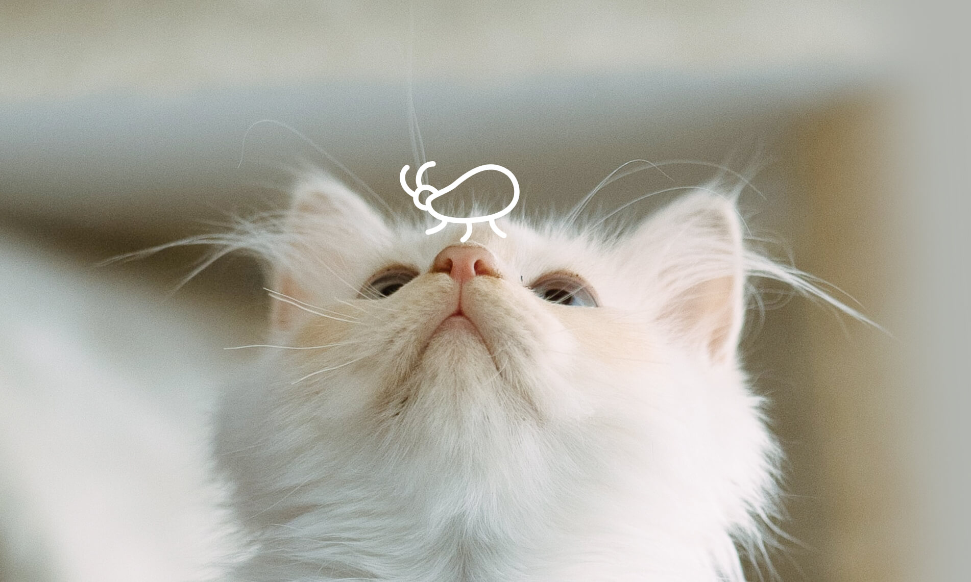 Как избавить котёнка от блох? - Блог SUPERPET