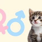 Как определить пол котенка - Блог SUPERPET