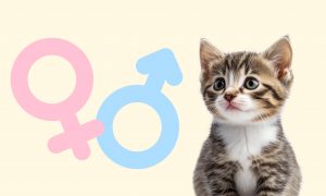 Как определить пол котенка - Блог SUPERPET