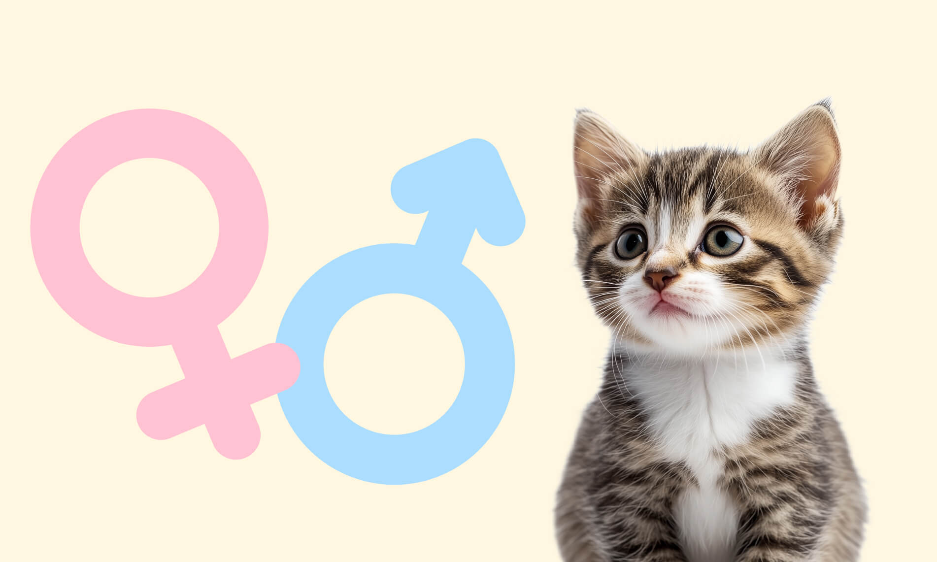 Как определить пол котенка - Блог SUPERPET