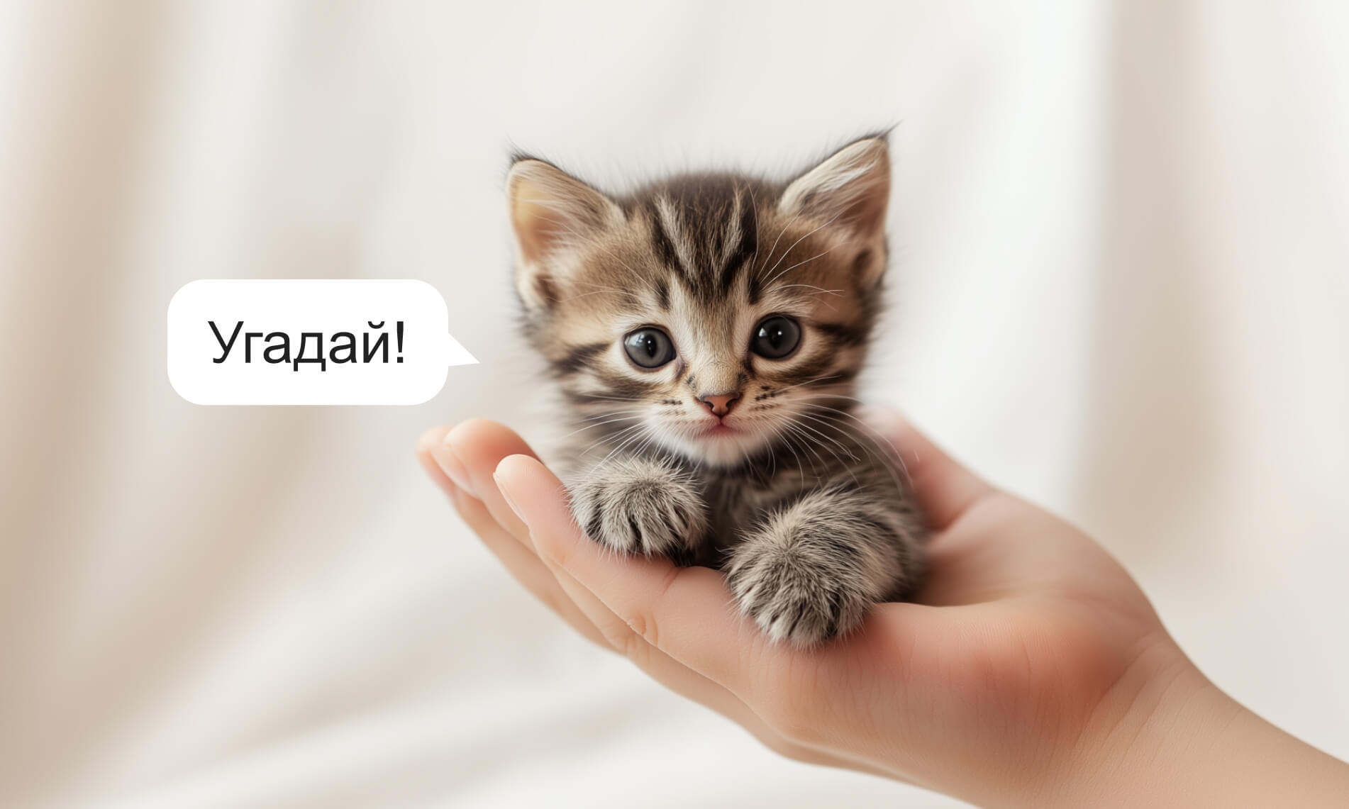 Как определить возраст котёнка - Блог SUPERPET