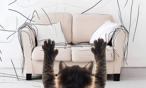 Как отучить котёнка точить когти о мебель - Блог SUPERPET