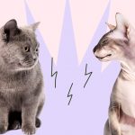 Как подружить кошек: полное руководство - Блог SUPERPET