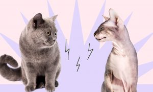 Как подружить кошек: полное руководство - Блог SUPERPET
