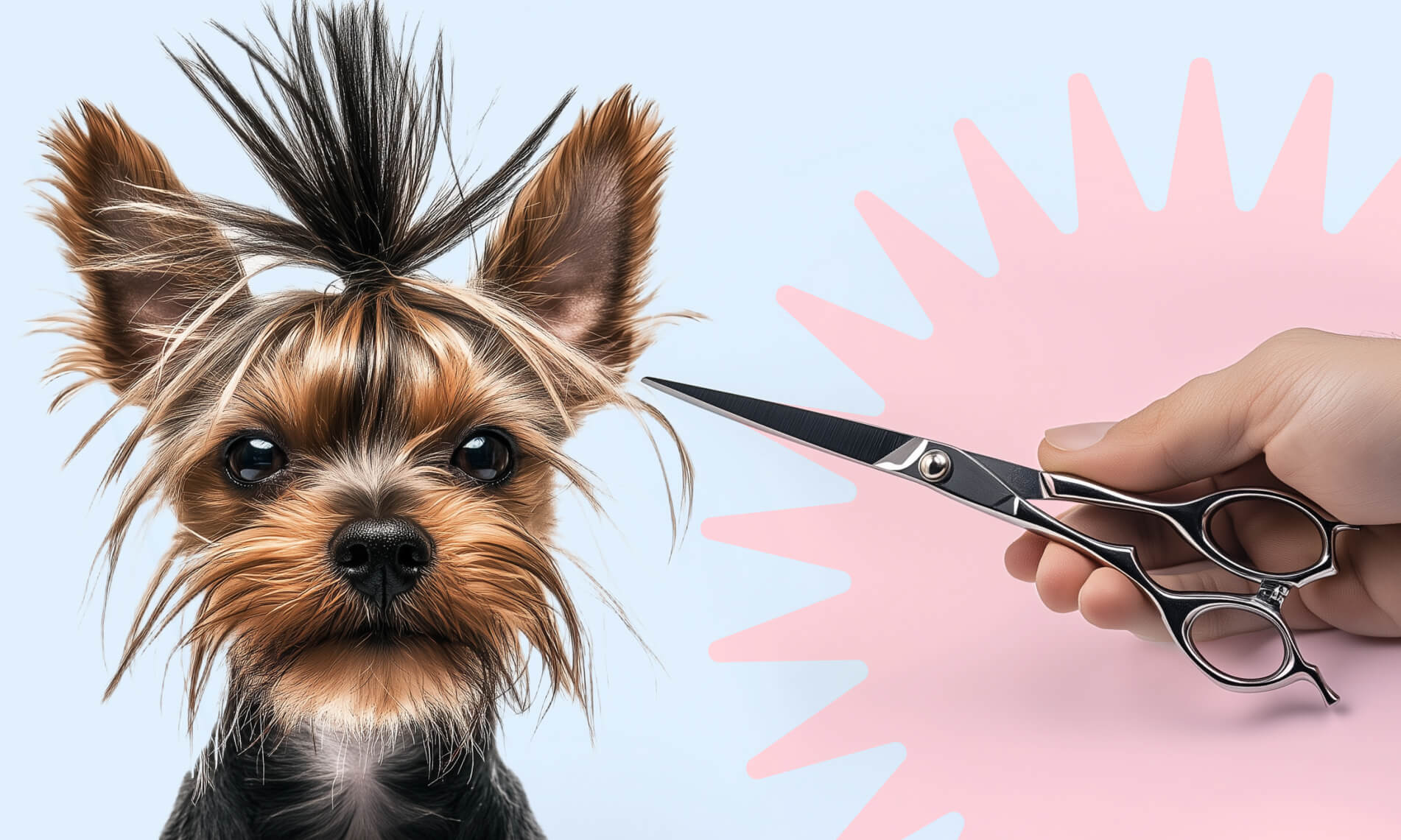 Как подстричь собаку в домашних условиях - Блог SUPERPET