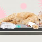 Как понять, что ваша кошка больна: руководство для владельцев - Блог SUPERPET
