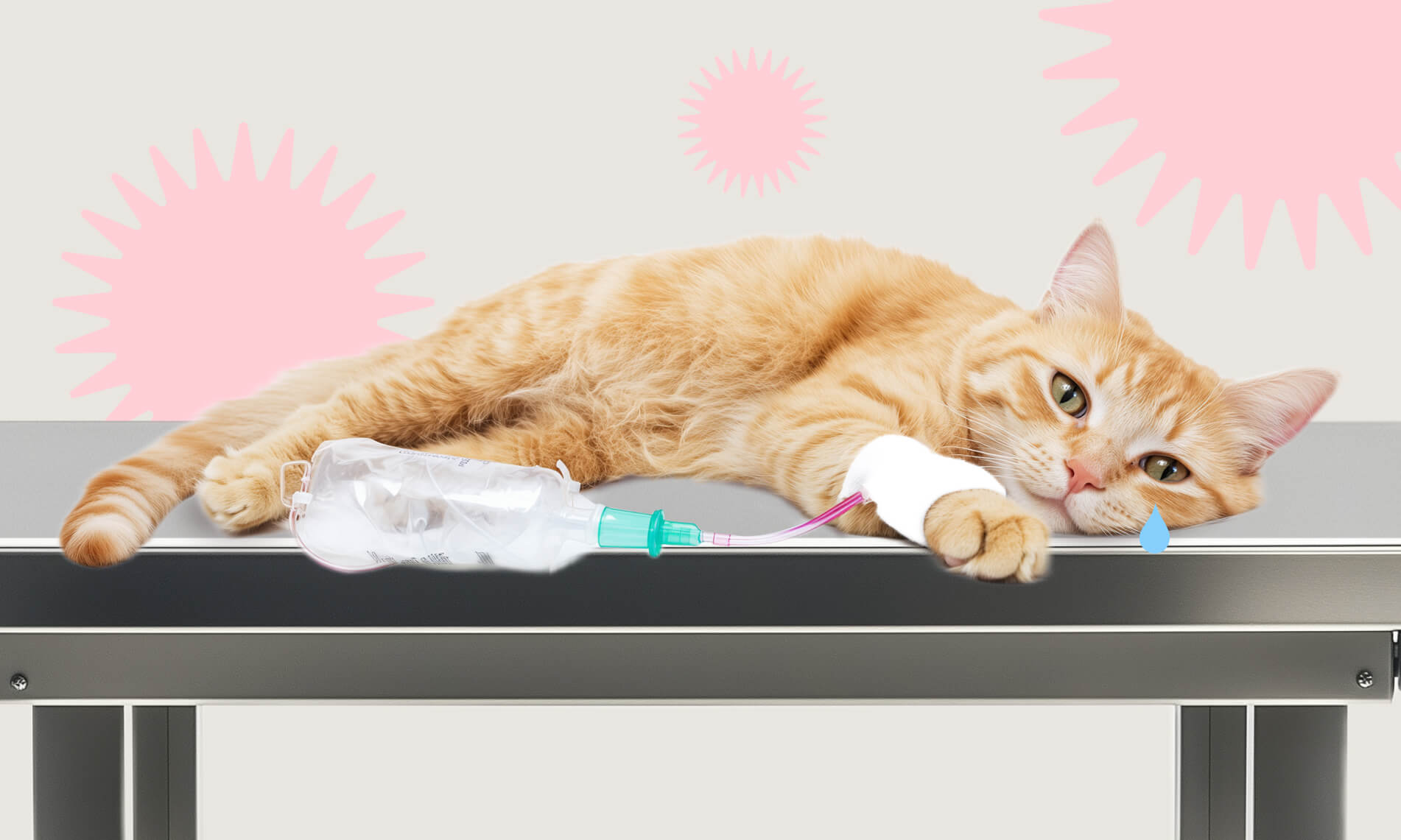 Как понять, что ваша кошка больна: руководство для владельцев - Блог SUPERPET