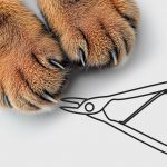 Как правильно подстричь когти кошке в домашних условиях - Блог SUPERPET