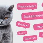 Как назвать котёнка и приучить его к имени - Блог SUPERPET