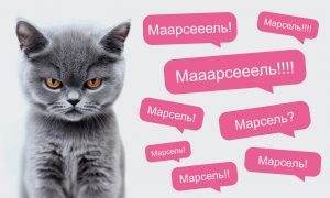 Как назвать котёнка и приучить его к имени - Блог SUPERPET