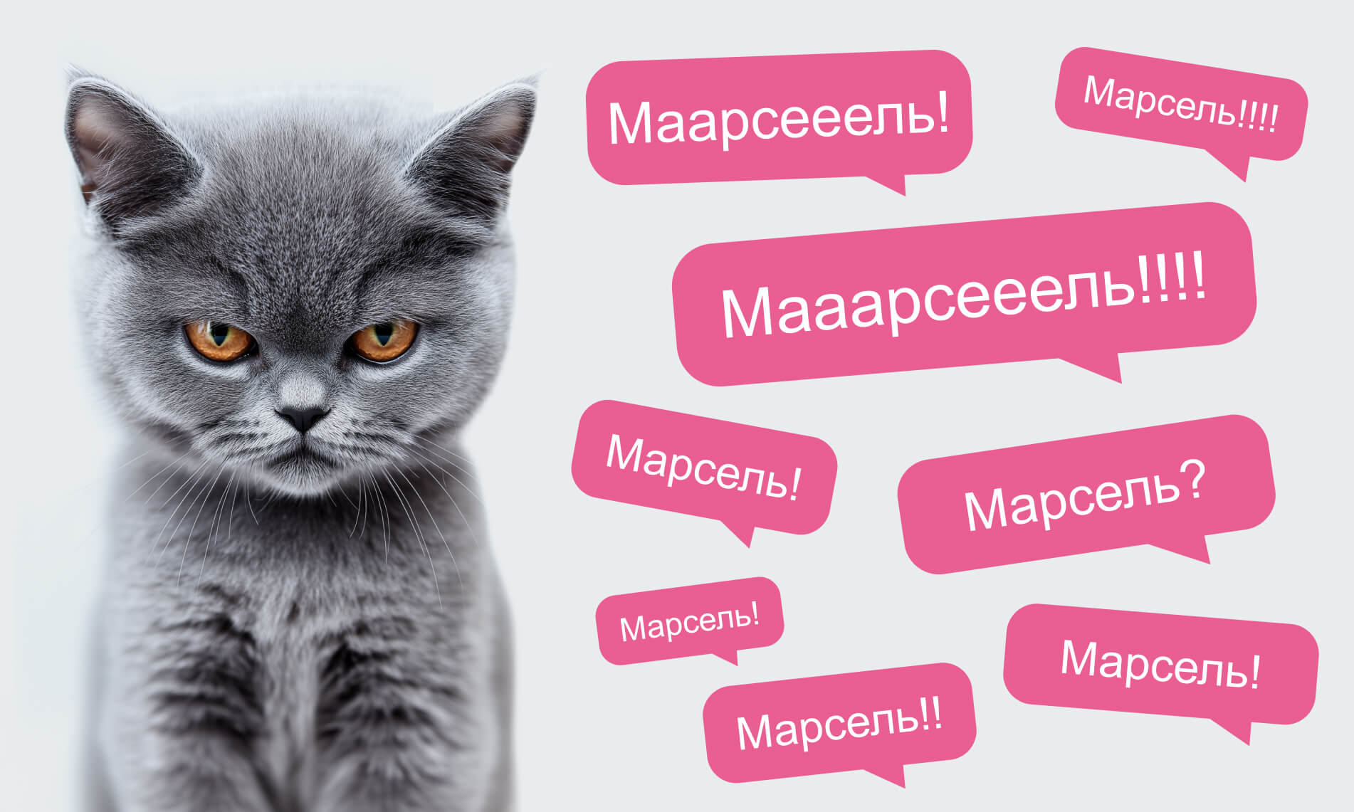 Как назвать котёнка и приучить его к имени - Блог SUPERPET