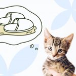 Как приучить котёнка к лотку - Блог SUPERPET