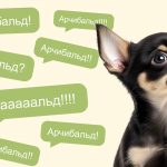 Как назвать щенка и приучить его к имени - Блог SUPERPET