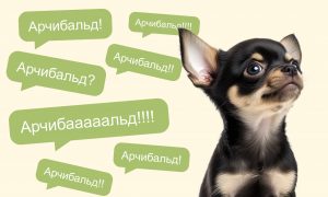 Как назвать щенка и приучить его к имени - Блог SUPERPET