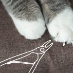 Как стричь когти котёнку - Блог SUPERPET