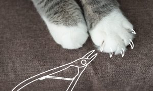 Как стричь когти котёнку - Блог SUPERPET