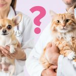 Как выбрать ветеринарную клинику и врача - Блог SUPERPET