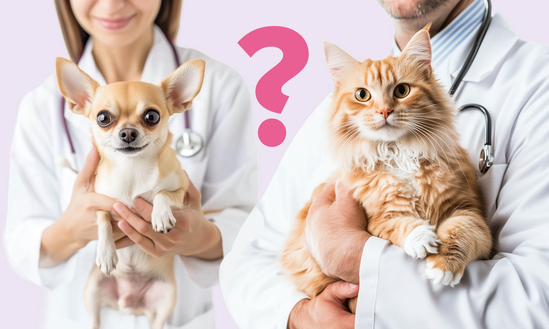 Как выбрать ветеринарную клинику и врача - Блог SUPERPET