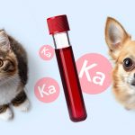 Кальций в анализе крови вашего питомца - Блог SUPERPET