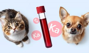 Кальций в анализе крови вашего питомца - Блог SUPERPET