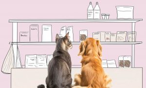 Классы кормов для кошек: как выбрать питание для питомца - Блог SUPERPET