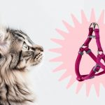 Нужно ли гулять с кошкой - Блог SUPERPET