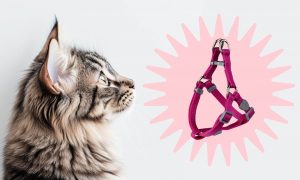 Нужно ли гулять с кошкой - Блог SUPERPET