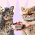 Почему кошка перестала есть привычный корм - Блог SUPERPET