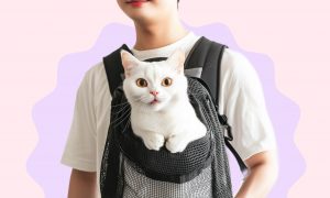 Все о переносках для кошек. Виды переносок для кошек: плюсы и минусы. Как выбрать сумку переноску для кошки - Блог SUPERPET