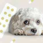 Желчегонные средства: какие бывают и для чего назначаются - Блог SUPERPET