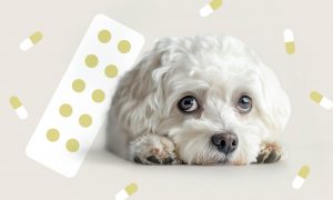 Желчегонные средства: какие бывают и для чего назначаются - Блог SUPERPET